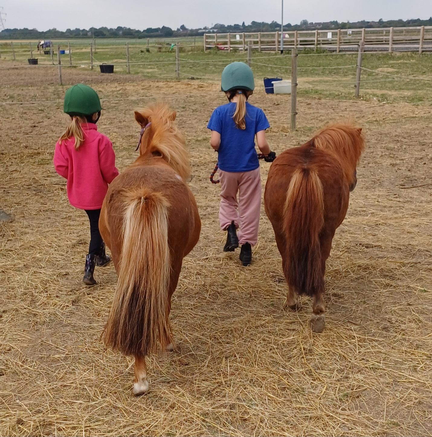 Two girls walking shetland ponies